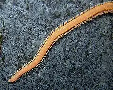Oenone fulgida, un Oenonidae.
