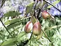 Le fruit, dénommé Ogeechee lime.