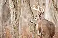 Cerf