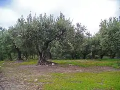 Grèce