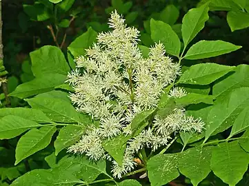inflorescence