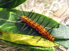 Une chenille de Syntomeida epilais.