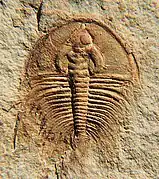 Olenellus fowleri.