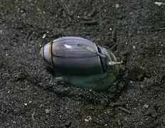 Callianax biplicata, un Olividae.