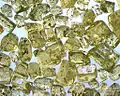 Cristaux d'olivine dans un sable d'une plage de l'île d'Oahu (Hawaii) - Largeur de champ = 5,5 mm.