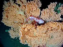 Primnoa