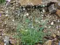 Omphalodes linifolia