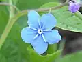 Fleur
