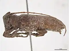 Oncideres cingulata.
