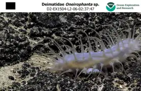 Oneirophanta sp. photographiée à plus de 1 000 m de profondeur au large de Hawaii.