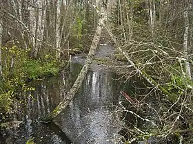Olju