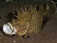 Inimicus japonicus.