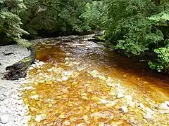 Rivière Oparara (noter la couleur de l'eau due au tanin)