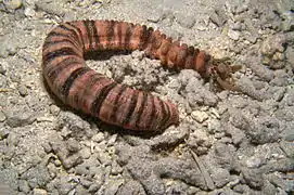Opheodesoma sp.