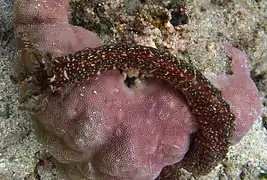 Opheodesoma sp.