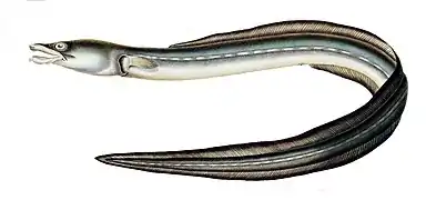 Ophichthus remiger