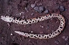 Ophichthus triserialis