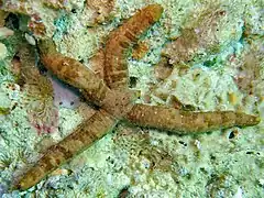 Ophidiaster duncani