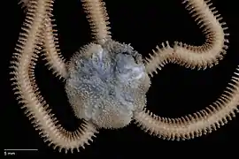Ophiocentrus pilosa