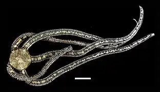 Ophiocnida hispida