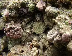 Breviturma brevipes