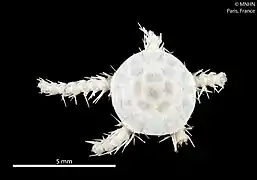Ophiocten centobi