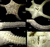 Ophioderma hybridum