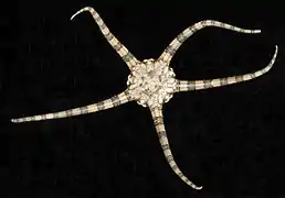 Ophiolepis elegans