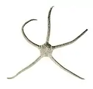 Ophiolepis unicolor
