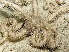 Ophiomastix pictum.