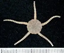 Ophiomusa granosa.