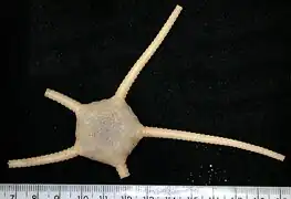 Ophiomusa lymani.