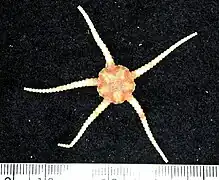 Ophiomusa scalare.