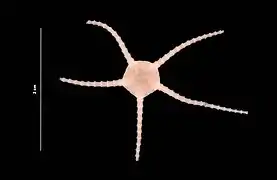 Ophiomusium lymani