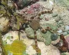 Ophiomyxa brevirima