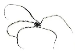 Ophionereis tigris