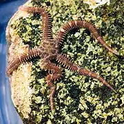 Ophiopholis aculeata, une Ophiopholidae