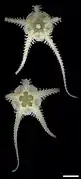 Ophiophyllum sp.
