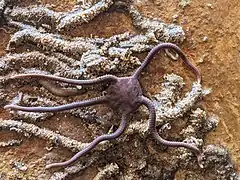 Ophioplocus esmarki
