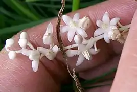 Floraison