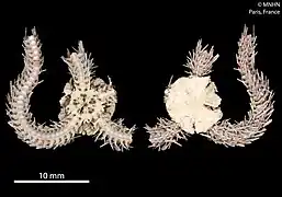 Ophiothrix infirma