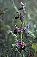 Song of the Bee Orchid (no 20, 1995/2015)