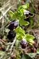 Ophrys brun