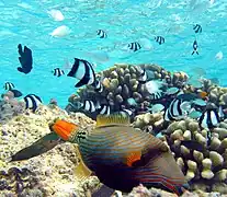 Population mixte (notamment des Chromis et Dascyllus).