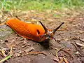 Loche rouge