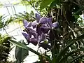 Orchidées