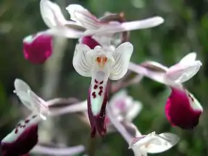 Orchis longicornu (Monocotyledoneae, Asparagales, Orchidaceae)