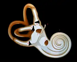 Oreille interne1-Cochlée 2-Saccule 3-Utricule 4-Ampoule du canal postérieur 5-Ampoule du canal externe 6-Ampoule du canal supérieur 7-Canal endolymphatique