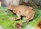 Oreophryne rookmaakeri, amphibien endémique observable dans la grotte de Liang Bua.