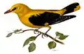 Loriot d'Europe (Oriolus oriolus)